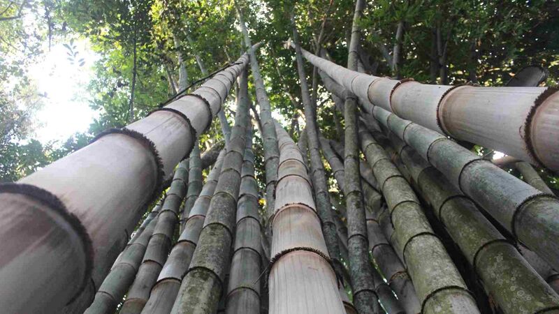 File:Dendrocalamus-asper-giant-bamboo-clump.jpg